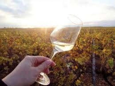 A CETO E VINO – ΟΙΝΟΠΟΙΪΑ ΠΟΤΟΠΟΙΪΑ – ΕΞΑΜΙΛΙΑ ΚΟΡΙΝΘΟΣ